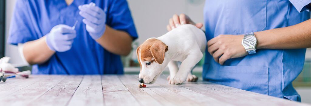 Small dog at the vet for dog scooting concerns