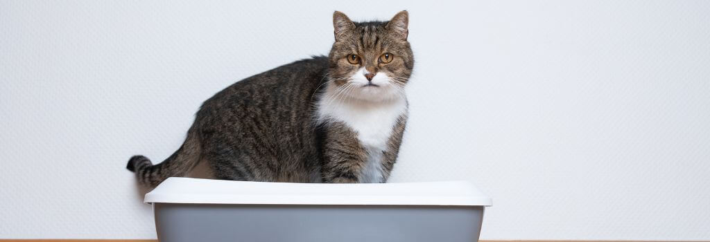 Cat in litter box