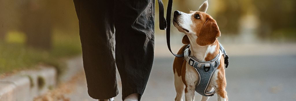 Dog on morning walk