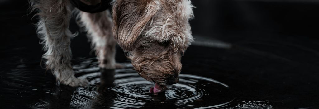 Dog drinking more water from a puddle