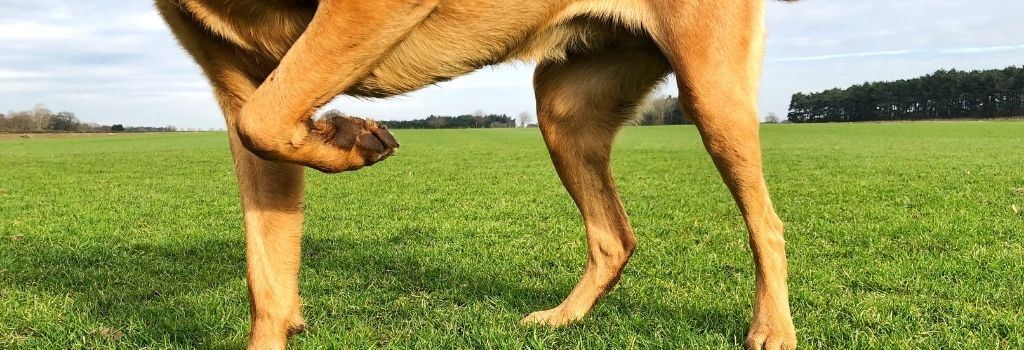 Limping dog lifting it's injured leg while playing outside