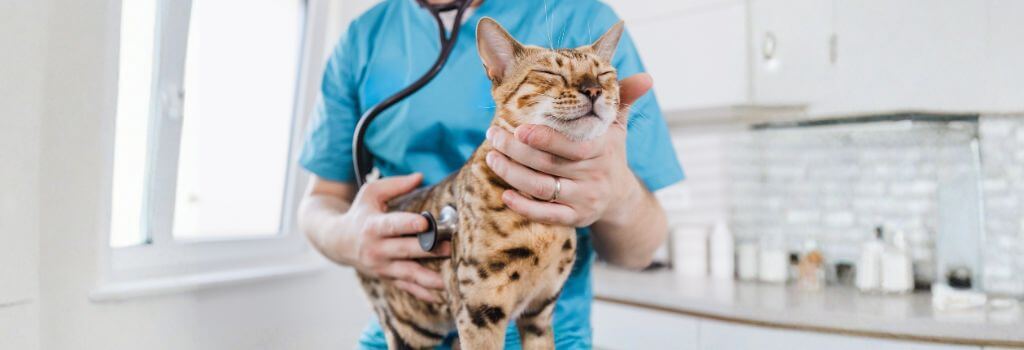 Bengal cat at yearly veterinary exam.