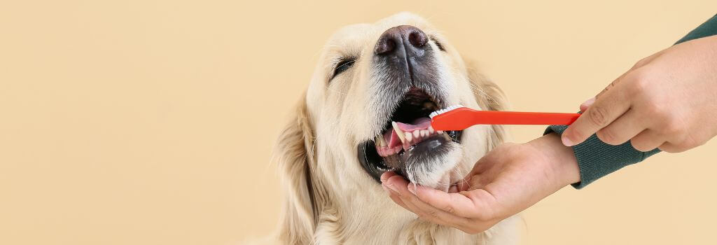 Dog having its teeth brushed with a pet tooth brush