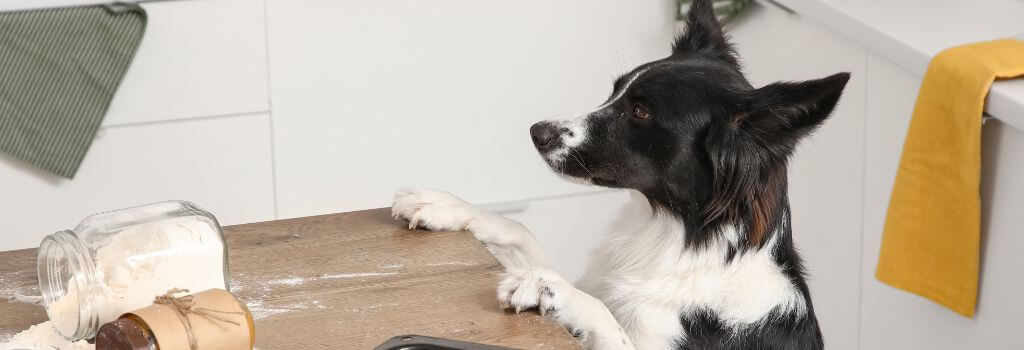 Dog standing up against the kitchen counter while ingredients are on the counter