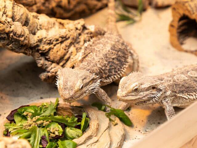 Bearded dragons eating veggies proper nutrition.