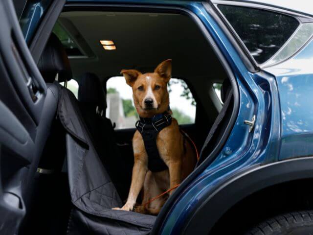 Domestic Pet Travel. Dog traveling safe with seatbelt in car.