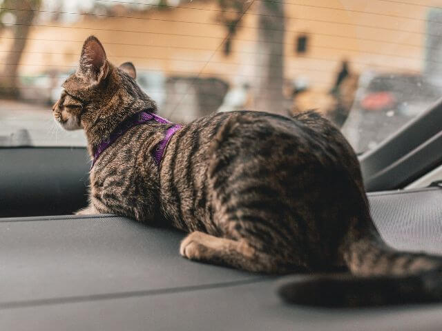 Domestic Pet Travel. Cat traveling safe with seatbelt in car.