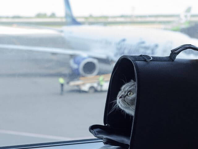 International Pet Travel. Cat traveling safe with carrier in airport.