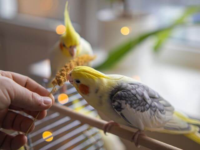 Pet cockatiel snacking.
