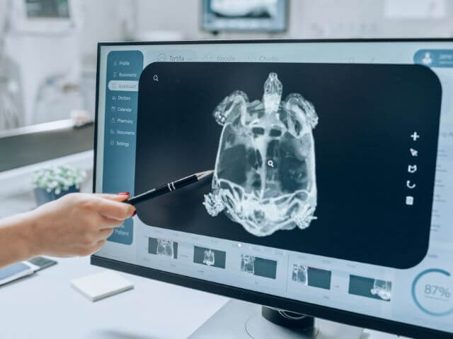 X-ray of turtle at vet.