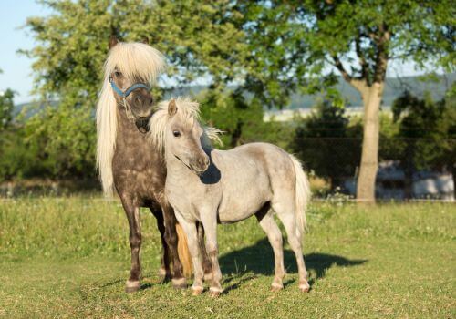 Miniature Horse Breed.