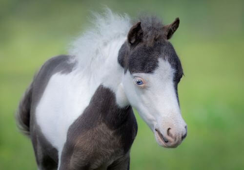 Miniature Horse Breed.