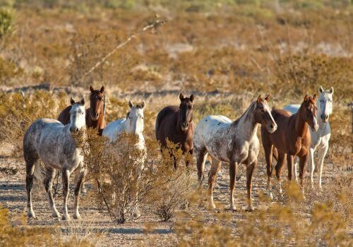 Mustang Horse Breed.