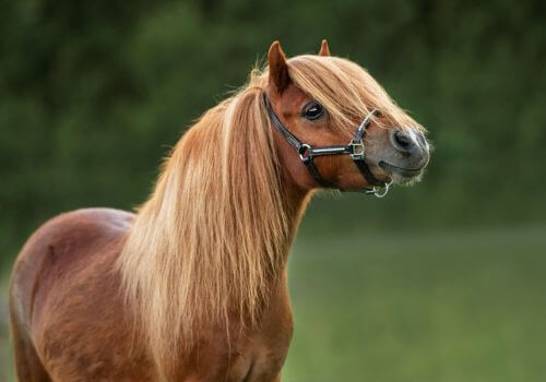 Shetland Pony Horse Breed.
