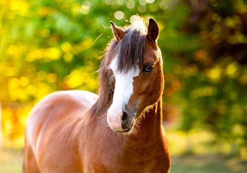 American Saddlebred Horse Breed.