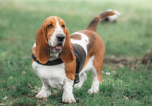 Basset Hound Breed, Geniusvets 3.