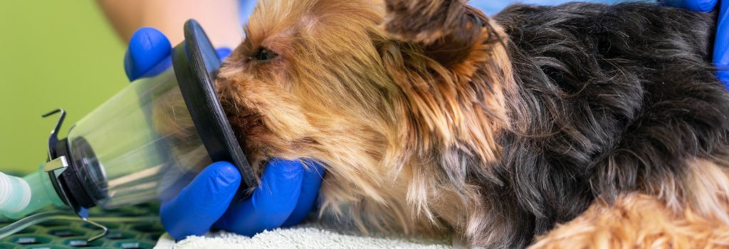 Yorkshire Terrier receiving gas anesthesia