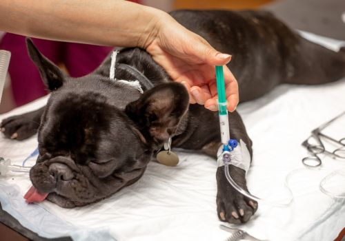 French Bulldog under anesthesia at a veterinary hospital