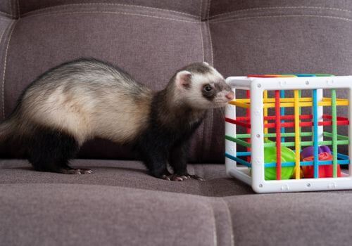Ferret playing with puzzle toy for social and mental stimulation.
