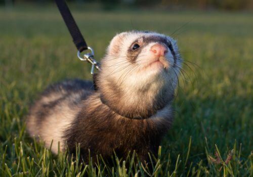 Ferret walking on leash outside.