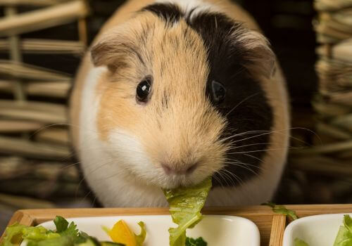 Guinea Pig eating bell peppers and romaine lettuce.