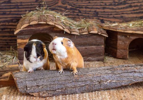 Guinea Pigs exploring their tunnels and toys.