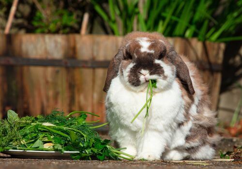 Rabbit eating veggies.